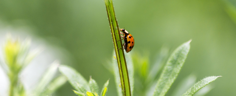 Bug On Plant Leaf — Muncie, IN — American Pest Control Bug On Plant Leaf — Muncie, IN — American Pest Control
