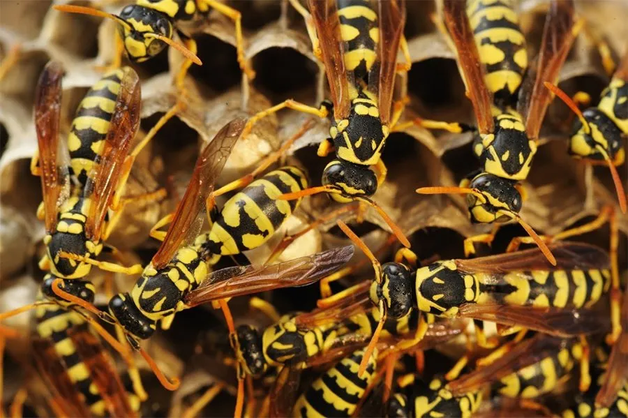 Wasps — Muncie, IN — American Pest Control Wasps — Muncie, IN — American Pest Control