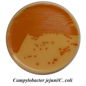 A petri dish with campylobacter jejunic coli on it