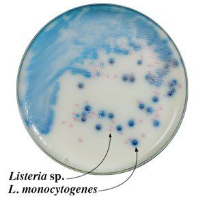 A petri dish with listeria sp. and l. monocytogenes on it
