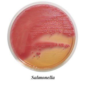 A petri dish filled with salmonella bacteria on a white background.