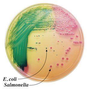 A petri dish with e. coli salmonella on it