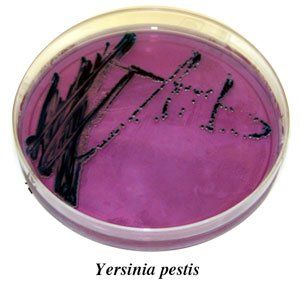 A petri dish with purple liquid and yersinia pestis written on the bottom