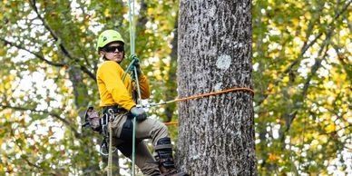 Tree Trimming — Atlanta, GA — Yellow Ribbon Tree Experts