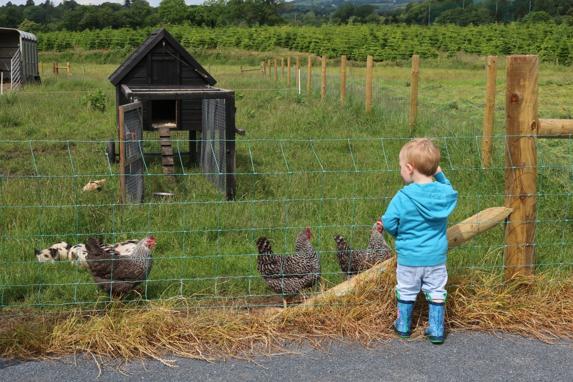 Chickens at Laganvale Farm