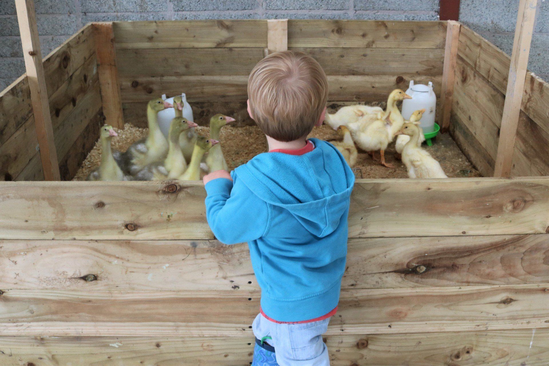 Feeding the Ducks