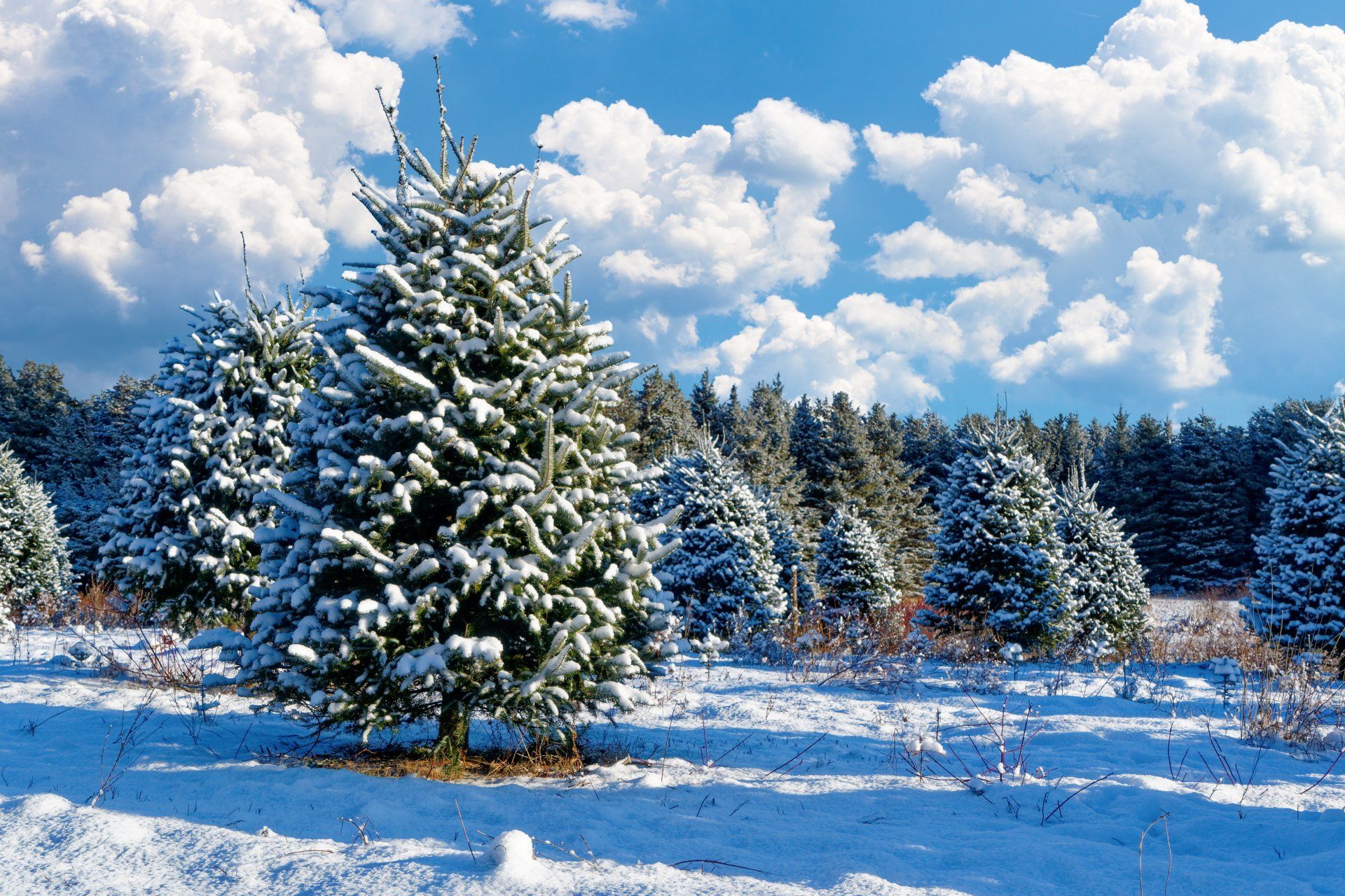 A field of snow covered christmas trees on a sunny day
