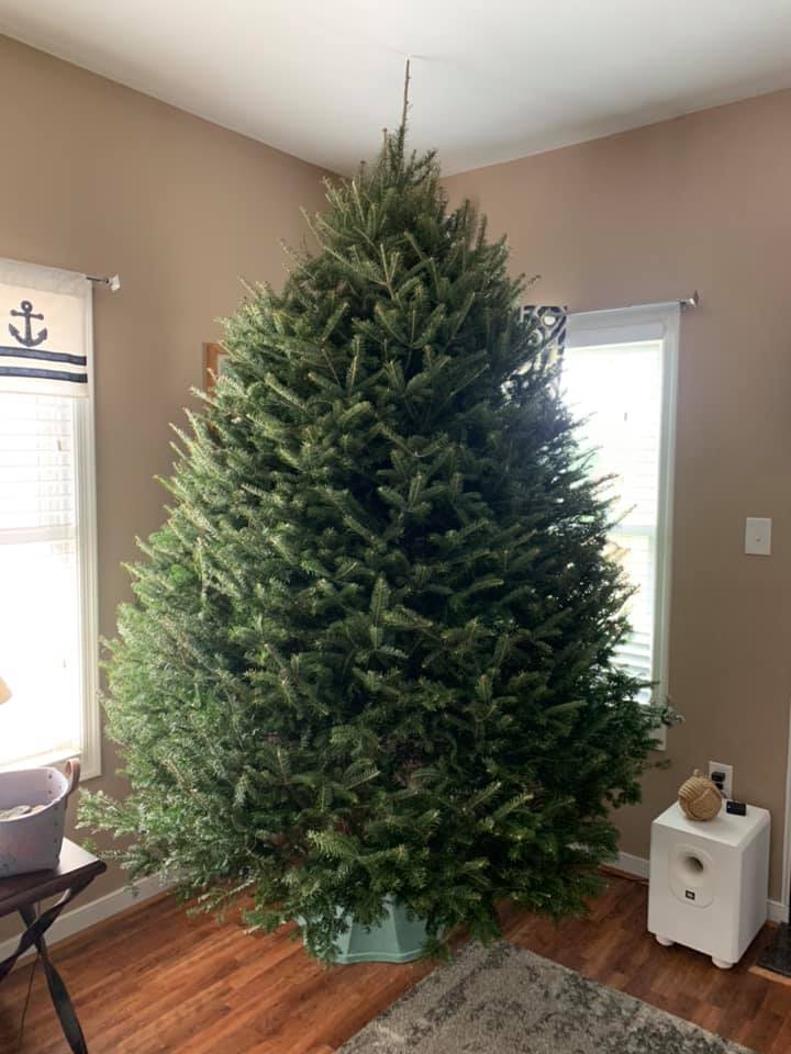 A large christmas tree is sitting in a living room next to a window.