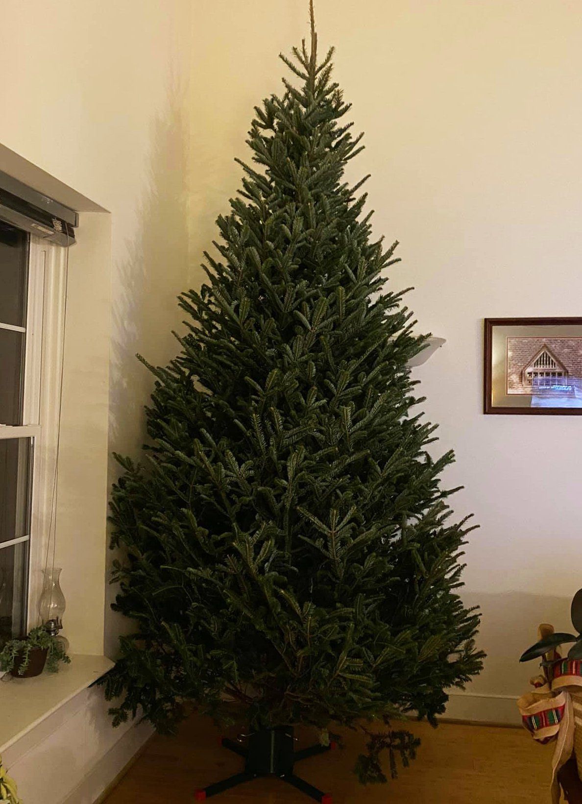 A large christmas tree is sitting in a living room next to a window.