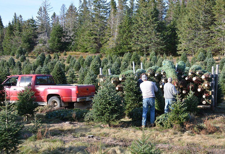 A red truck is driving through a christmas tree farm