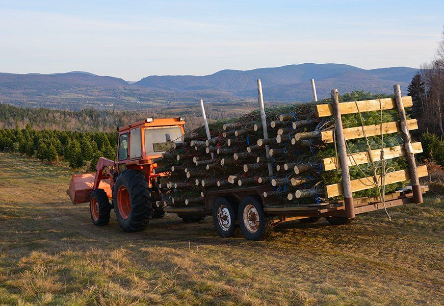 A tractor is pulling a trailer full of christmas trees.
