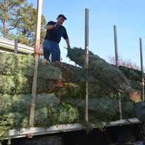 A man is standing on top of a truck loaded with christmas trees.