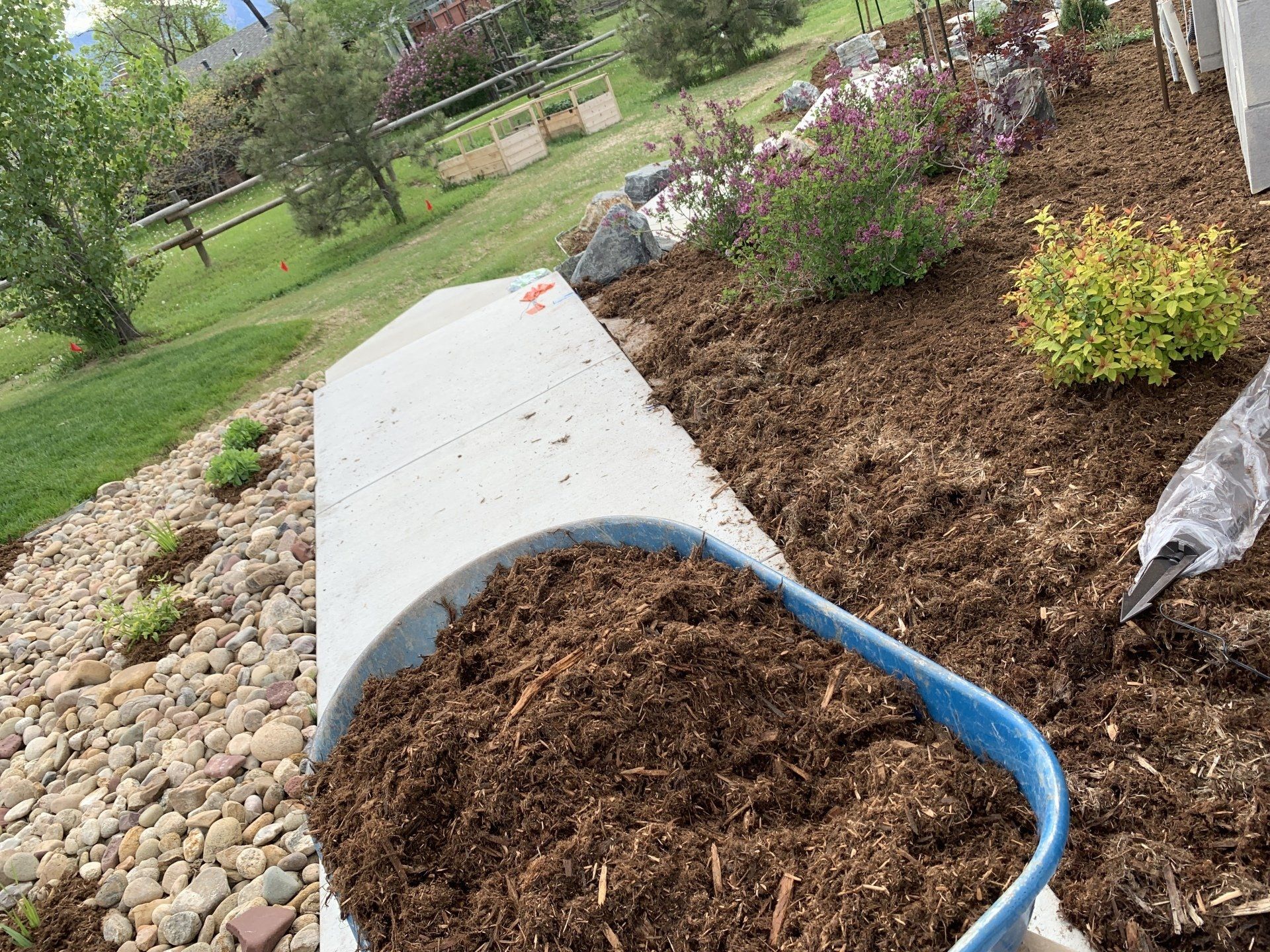 A wheelbarrow full of mulch sits on a landscaped garden bed.