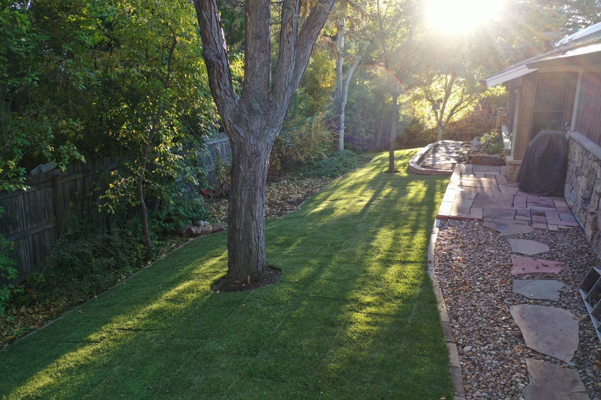 Sunny backyard with a tree casting long shadows on the green grass; brick patio on the right.