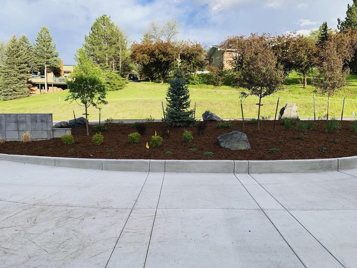 Landscaped garden bed with trees, shrubs, and mulch along a concrete curb and driveway.