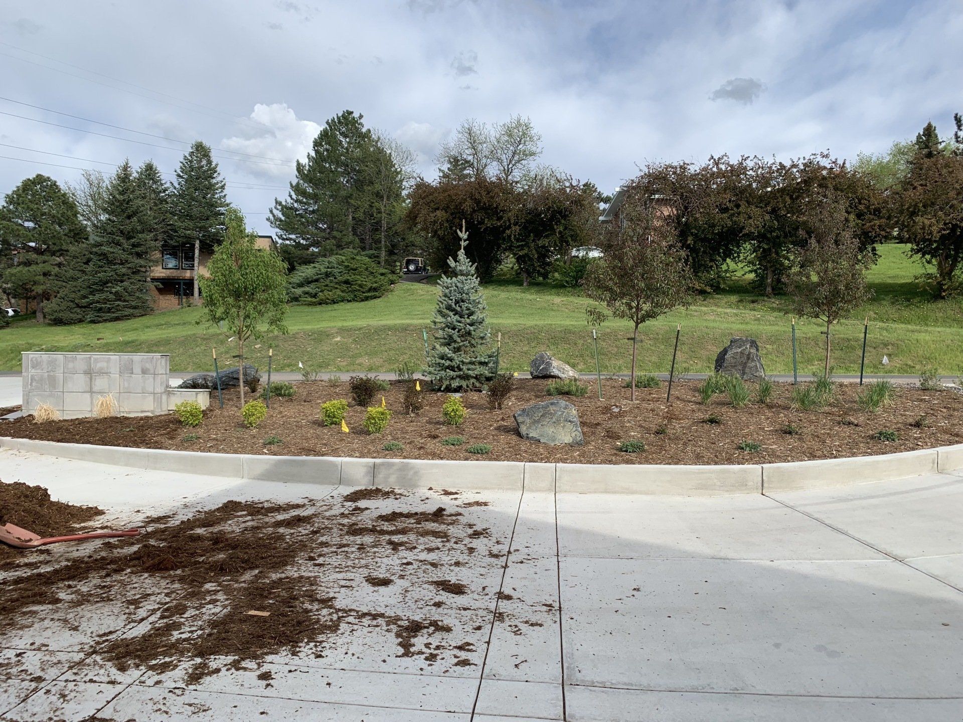 A landscaped roundabout with mulch, small trees, and a blue spruce, with houses in the background.