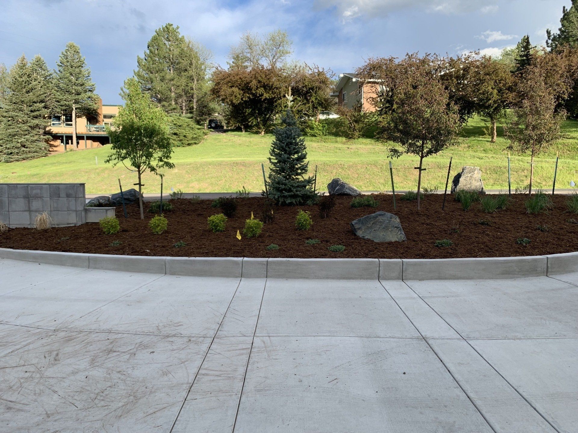 A landscaped bed with young trees and shrubs next to a concrete curb. Green hillside in background.