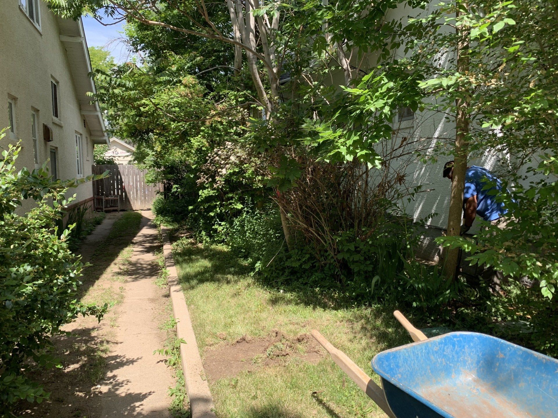 Narrow concrete path between buildings with a blue wheelbarrow, tall trees, and overgrown shrubs.