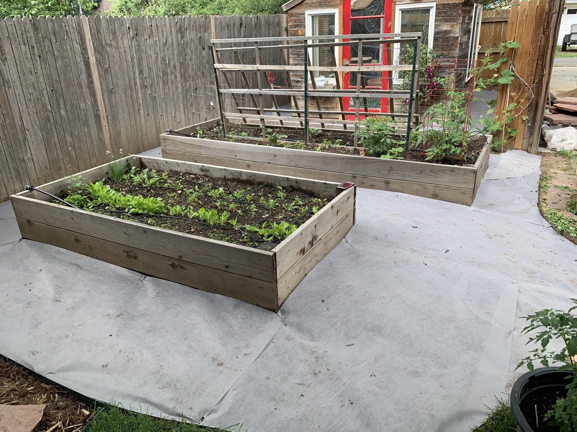Two wooden raised garden beds with vegetables on a gray ground cover next to a fence and building.