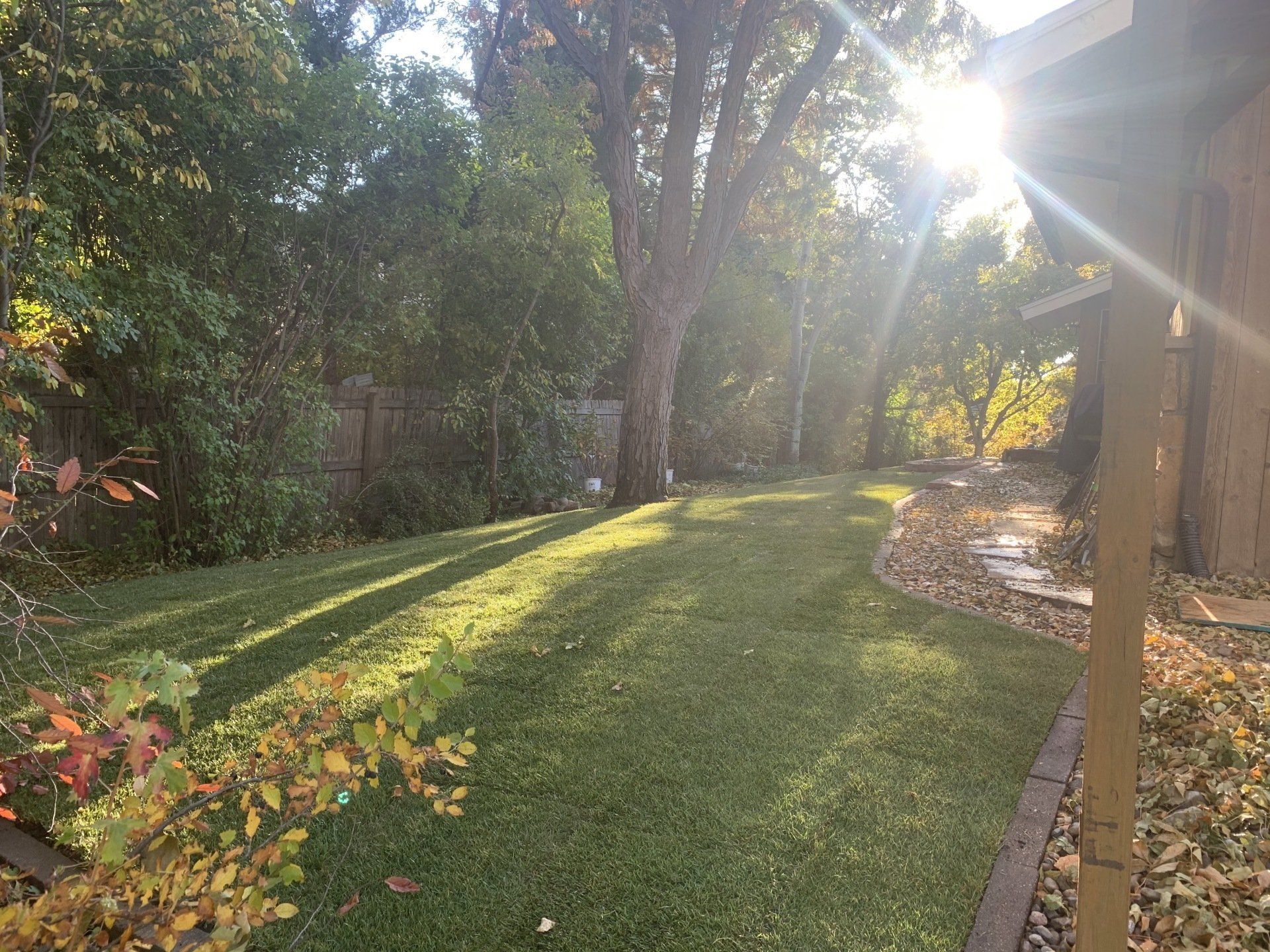 Sunlit backyard with green grass, trees, a wooden fence, and a portion of a house.
