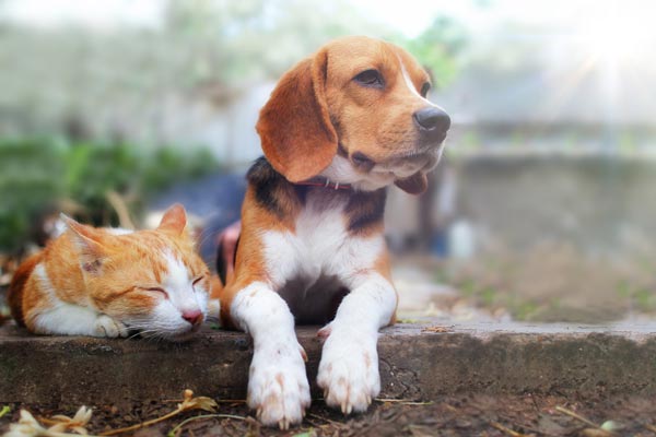 Sleeping cat and small puppy.