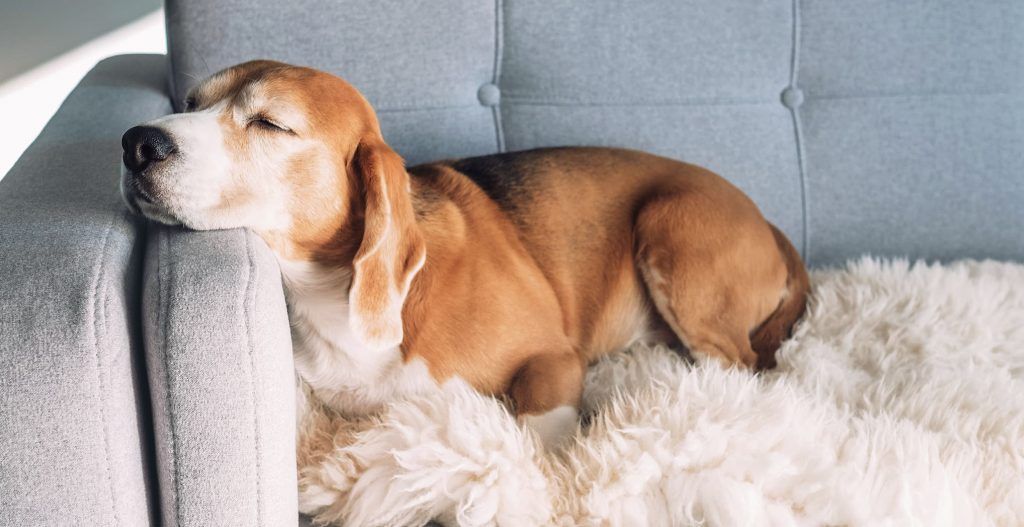 Dog on Couch