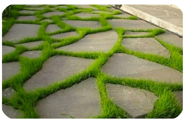 A stone walkway with grass growing between the stones