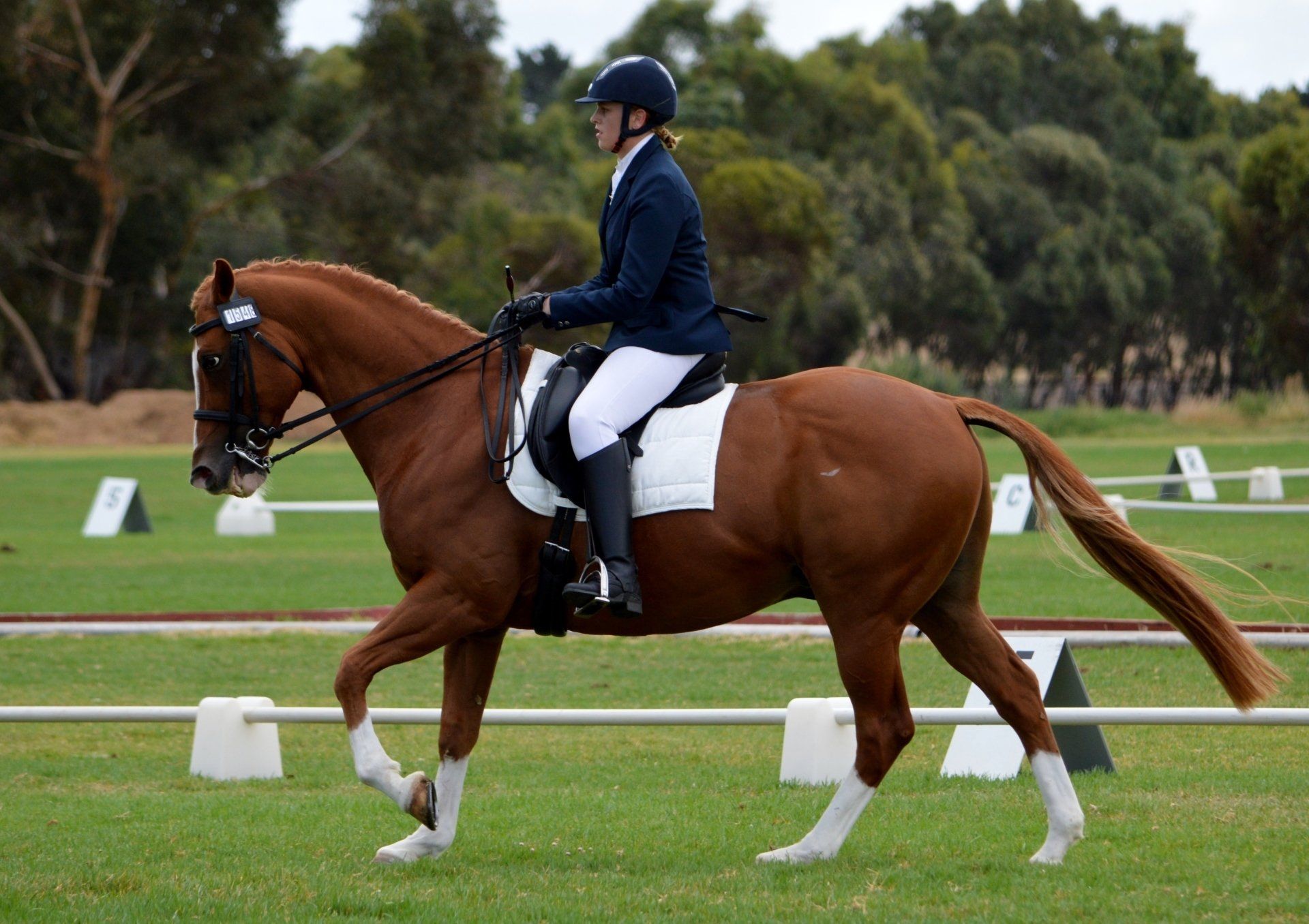dressage