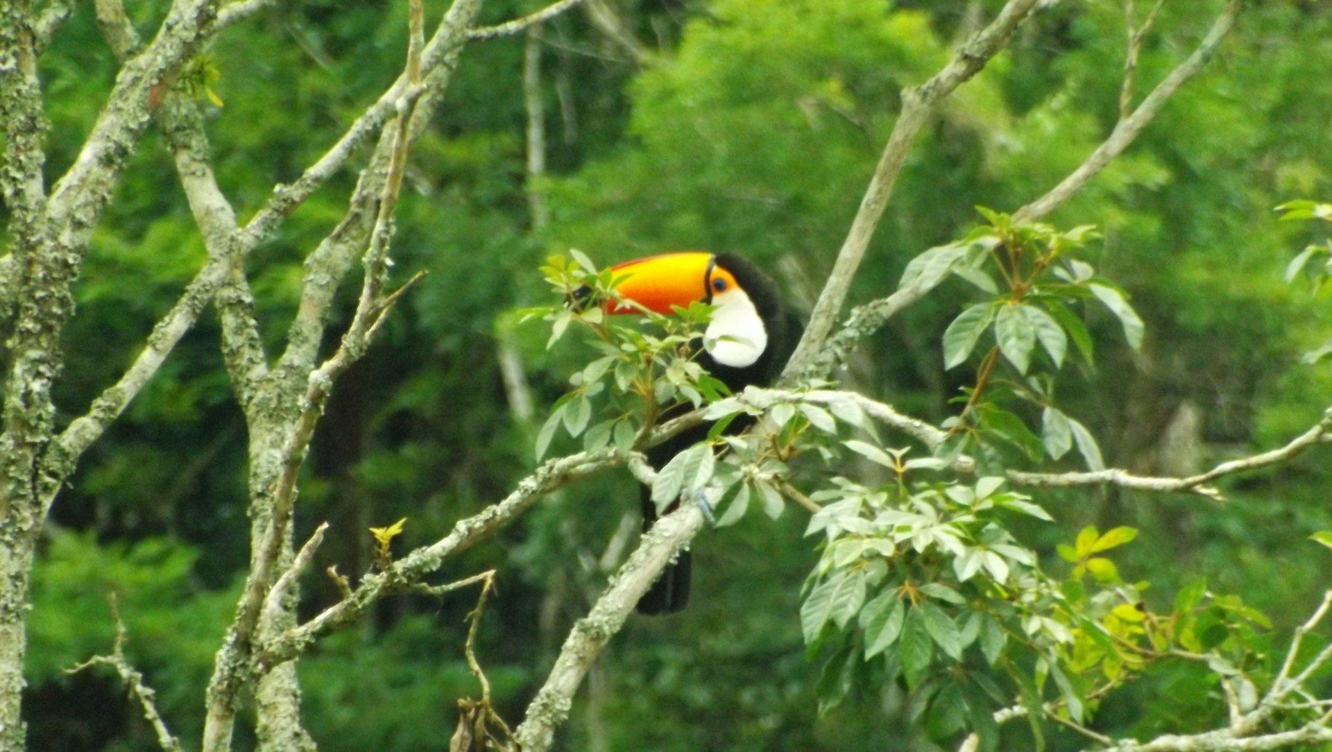 Tucano solto na natureza em cima de uma árvore. 