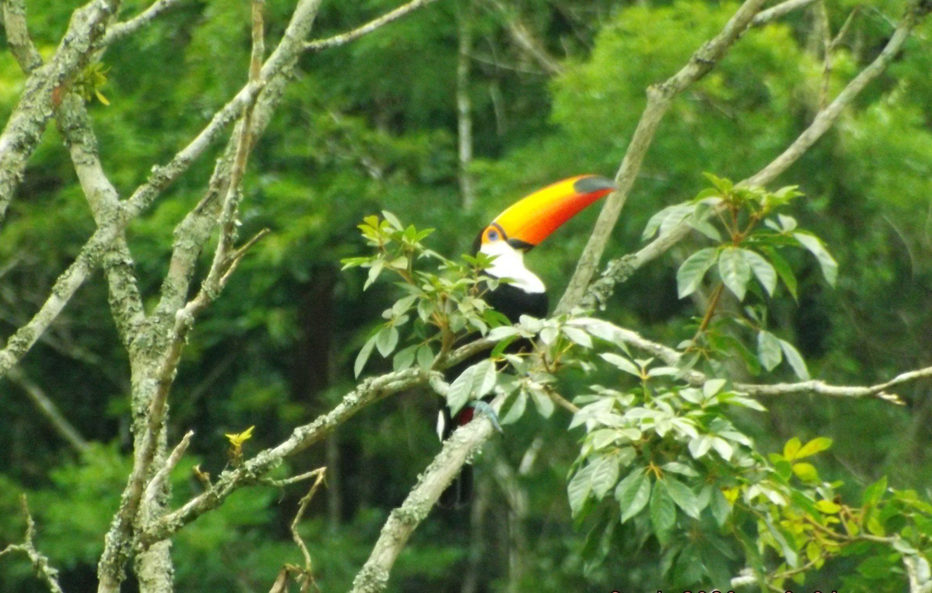 Pousada em Itaipava