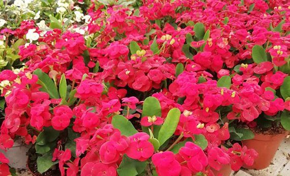 insieme di fiori