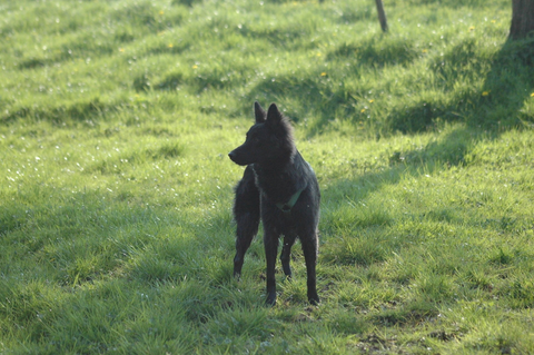 holländischer Schäferhund Langhaar, van Neerlands Erf