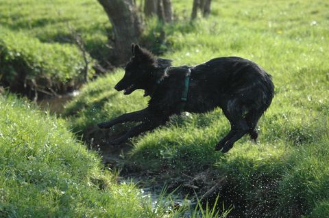 holländischer Schäferhund Langhaar, van Neerlands Erf