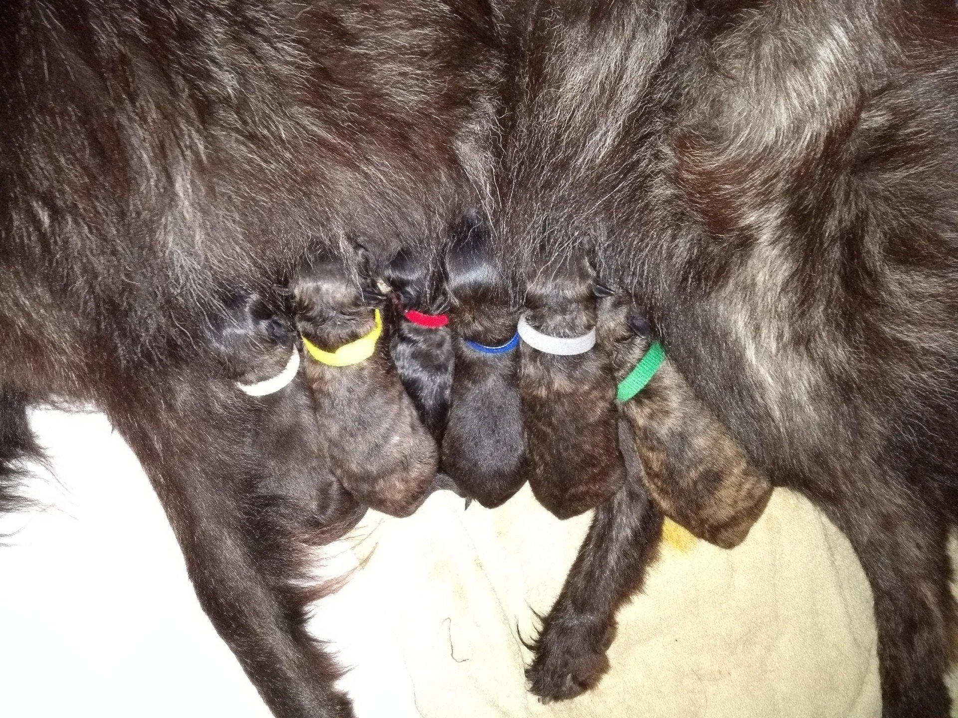 Kiyani holländischer Schäferhund Langhaar, van Neerlands Erf