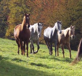Herbstweide Pferde