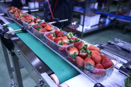 confezioni di fragole su nastro trasportatore