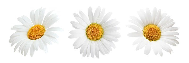 Gänseblümchen