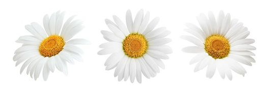 Gänseblümchen