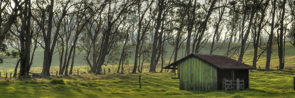 A forest and shed on the Big Island of Hawaii.
