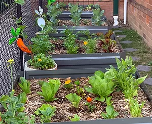 plants in a garden