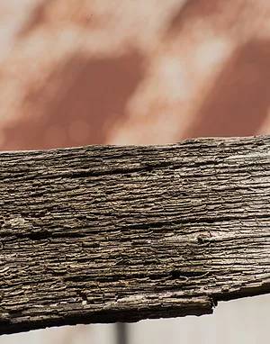 tree bark