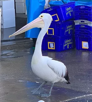duck