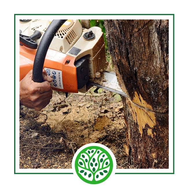 Tree Removal | Jacoby Tree Services - Winchendon, MA