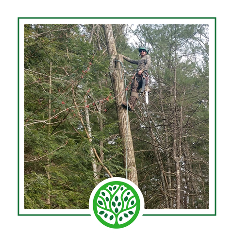 Services | Jacoby Tree Services - Winchendon, MA Services | Jacoby Tree Services - Winchendon, MA