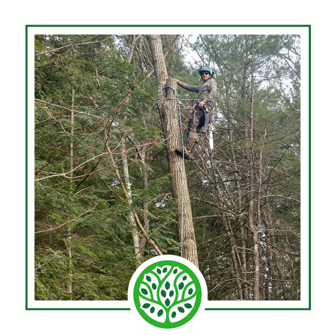 Services | Jacoby Tree Services - Winchendon, MA Services | Jacoby Tree Services - Winchendon, MA