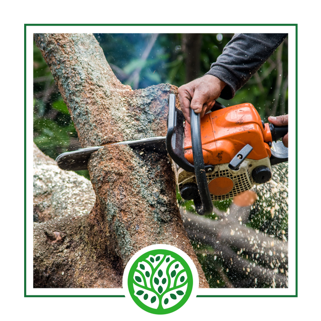 Tree Trimming | Jacoby Tree Services - Winchendon, MA