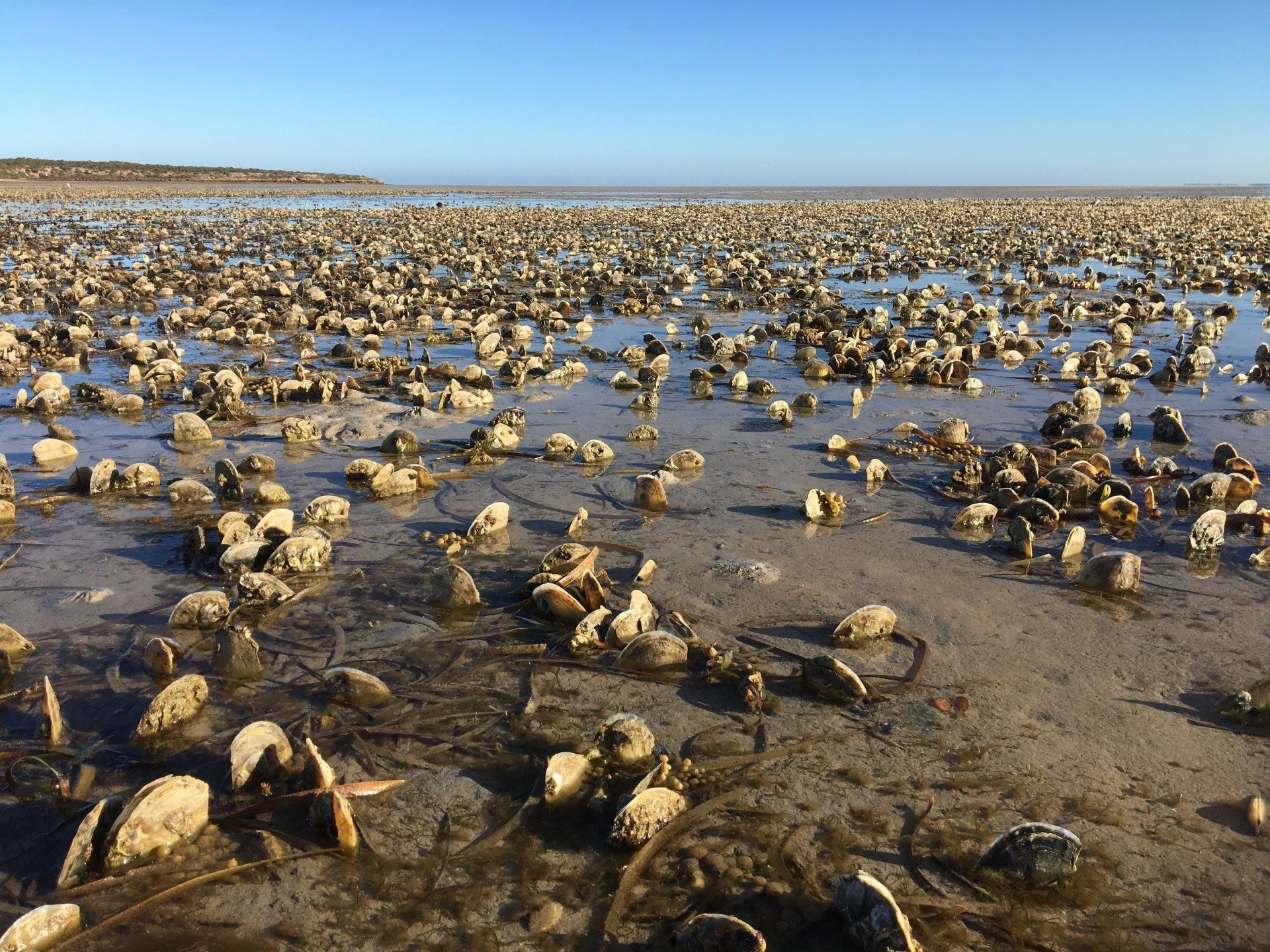 Razor Fish, Streaky bay, Great Australian Adventure