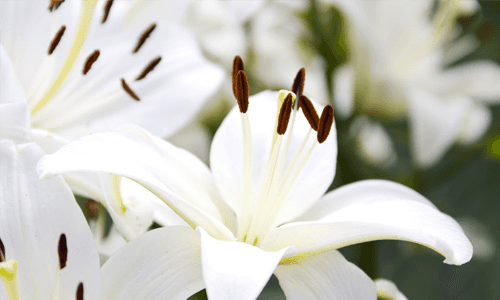 Funeral flowers