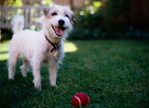 Happy dog in the garden