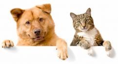 Happy cat and dog with their pet door